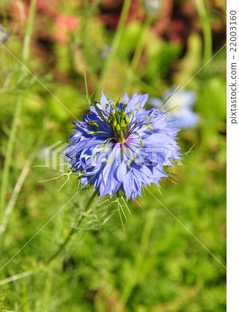 Love-in-a-mist (Nigella damascena) 22003160