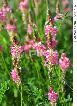 Sainfoin (Onobrychis viciifolia) Sainfoin (Onobrychis viciifolia) 22003161