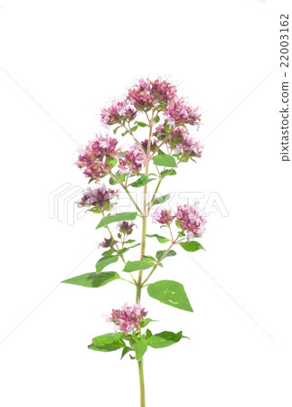 Oregano (Origanum vulgare) Oregano (Origanum vulgare) 22003162