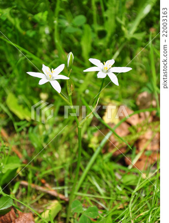 Star-of-Bethlehem (Ornithogalum umbellatum) 22003163
