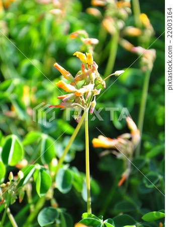 Oca (Oxalis tuberosa) 22003164