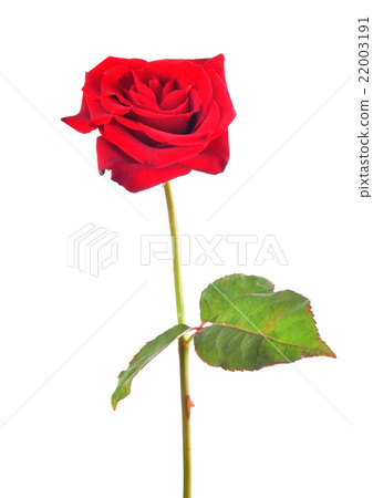 Rose flower 22003191