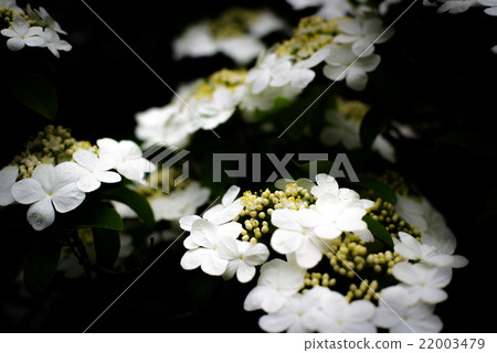 瓊花 22003479