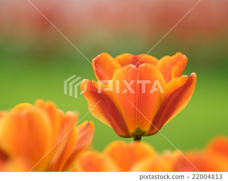 Vitamin color tulip Vitamin color tulip 22004813