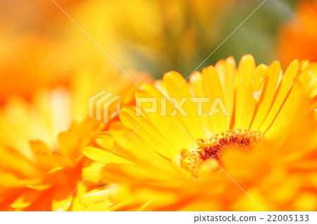 Calendula flower 22005133