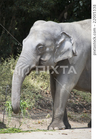 Indian Elephant Indo-Elephant Elephant Elephant 22005338