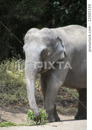 Indian Elephant Indo-Elephant Elephant Elephant 22005339