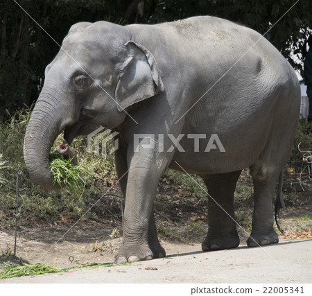 Indian Elephant Indo-Elephant Elephant Elephant 22005341