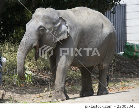 Indian Elephant Indo-Elephant Elephant Elephant 22005343