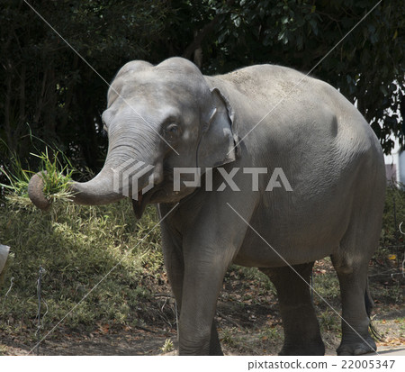 Indian Elephant Indo-Elephant Elephant Elephant 22005347