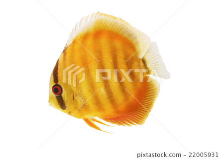 Tomato Discut fish isolated on white 22005931