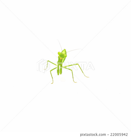 mantis isolated on white 22005942