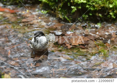 Willow tit 22006697