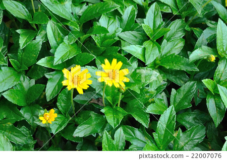 Melampodium divaricatum flower in green bush. 22007076