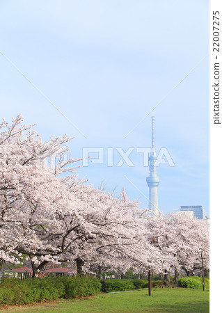  東京天空樹和櫻花盛開 22007275