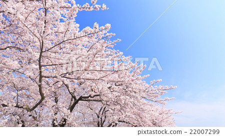 Cherry blossoms in full bloom and blue sky 22007299