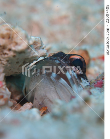 GoldSpec Joefish 22007408