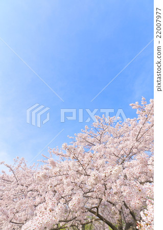 櫻花盛開，藍藍的天空 22007977