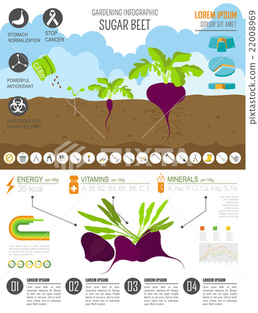 Sugar beet. Graphic templat Sugar beet. Graphic templat 22008969
