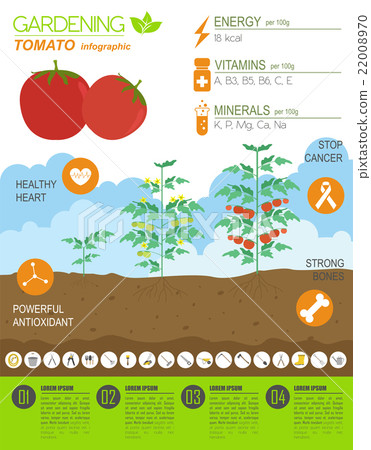 Tomato. Graphic template Tomato. Graphic template 22008970