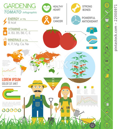 Tomato. Graphic template. F Tomato. Graphic template. F 22008971