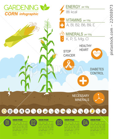 Corn. Graphic template. Fla 22008973