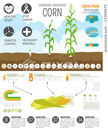 Corn. Graphic template. Fla 22008975