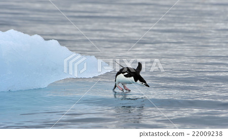 Chinstrap Penguin in Anatcrtica 22009238