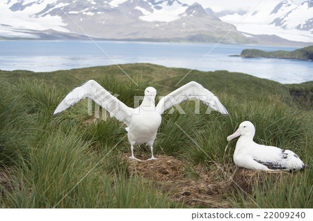 Pair of Wandering Albatrosses 22009240