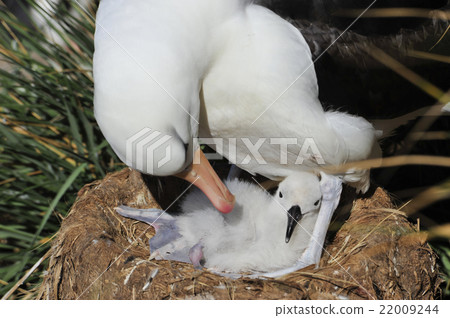 Black browed albatross Saunders Island 22009244