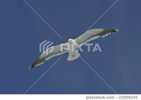 kelp gull  in Antarctica 22009245