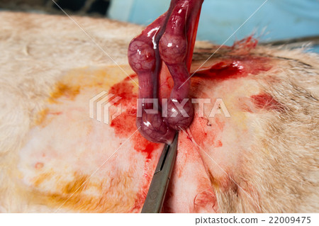 Veterinary surgeon neutering a cat 22009475