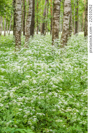 Blossoming yarrow in a birchwood, June 22010262