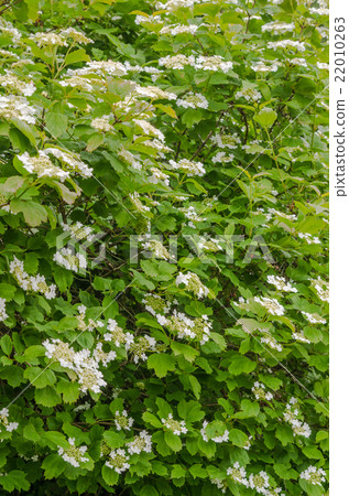 Blossoming guelder-rose, June 22010263