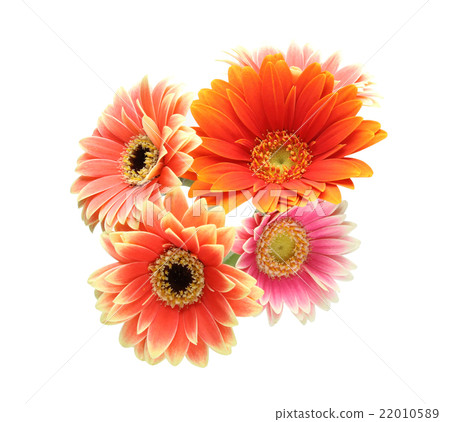 Gerbera 22010589