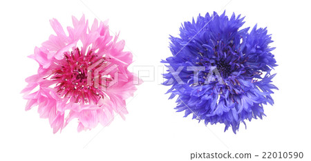 Yakkermuthau 22010590