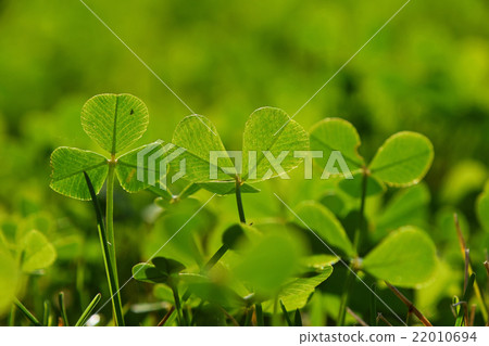 Spring clover leaves in green grass 22010694
