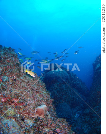 Yosuji Fudai dyed in rocky rich places of Ogasawara Islands and Chichijima 22011289