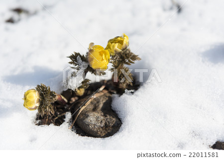 Snow and Fukushigusu 22011581