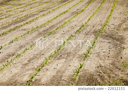 corn field. Spring corn field. Spring 22012151
