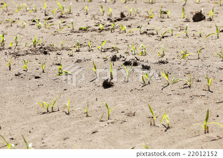 young sprout of corn young sprout of corn 22012152