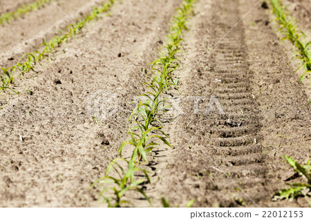 young sprout of corn young sprout of corn 22012153