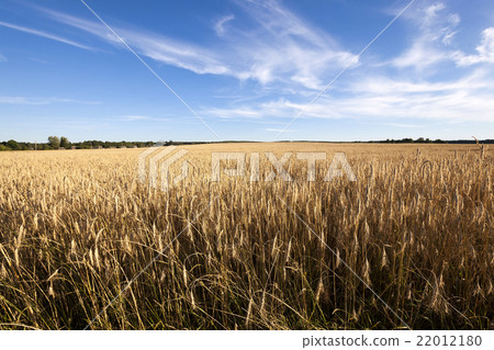grow ripe rye. 22012180