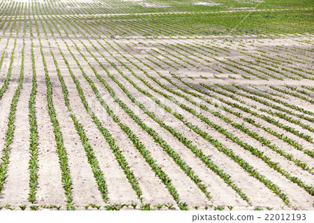 agricultural field with beetroot  22012193