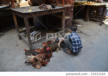 Pakistan Lahore Old Town Pakistan boys to help chicken sorting 22012284