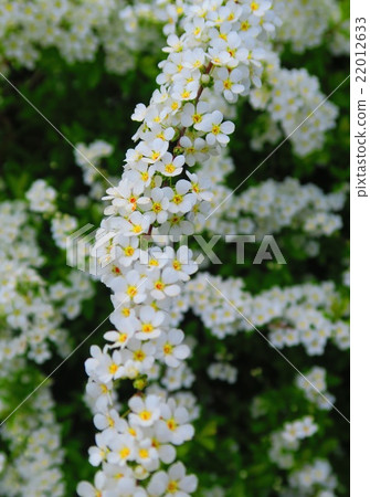 Scenery with flower of Yukiyanagi 22012633