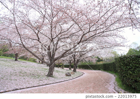 Cherry trees Cherry trees 22013975