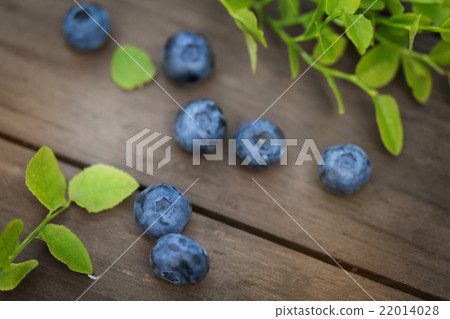 Fresh ripe blueberries outdoors Fresh ripe blueberries outdoors 22014028