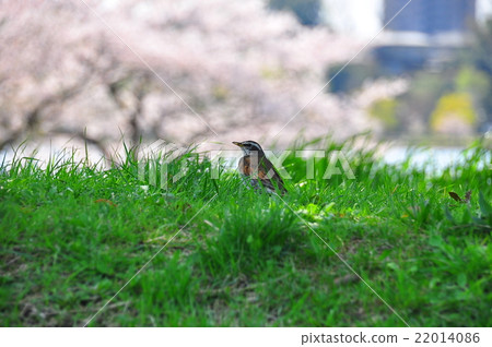 鳥類也是櫻花 鳥類也是櫻花 22014086