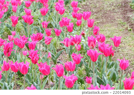 鬱金香花 鬱金香花 22014093